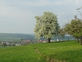 Blick auf Altsteusslingen im Fruehling